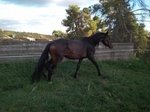 Caballo en venta