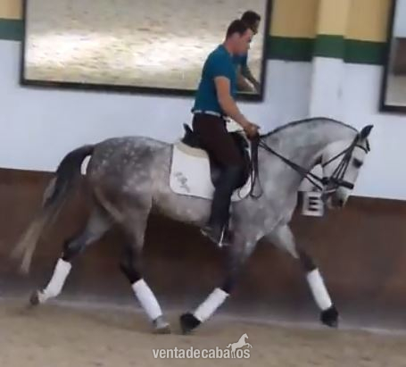 Caballo PRE COLIMÁN (VENTA) - Caballos Pura Raza Española (P.R.E.) Pura Raza Española