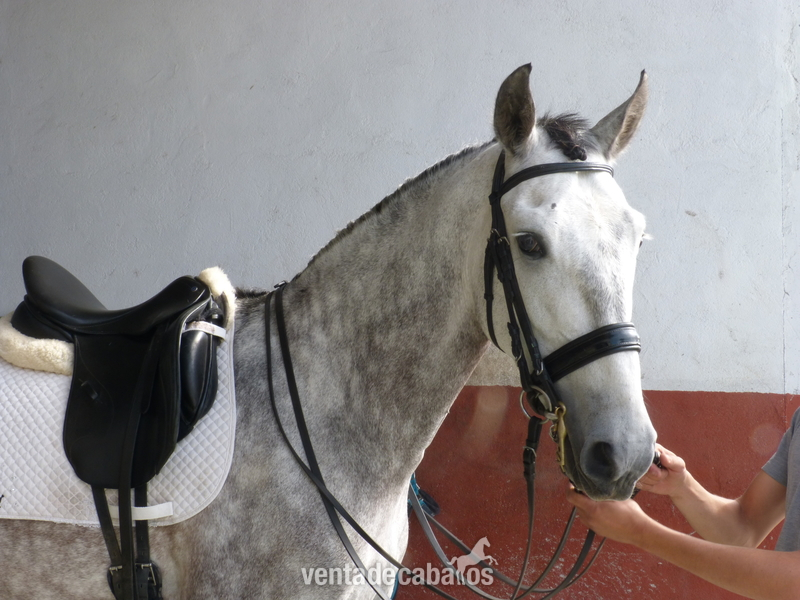 Caballo PRE COLIMÁN (VENTA) - Pura Raza Española