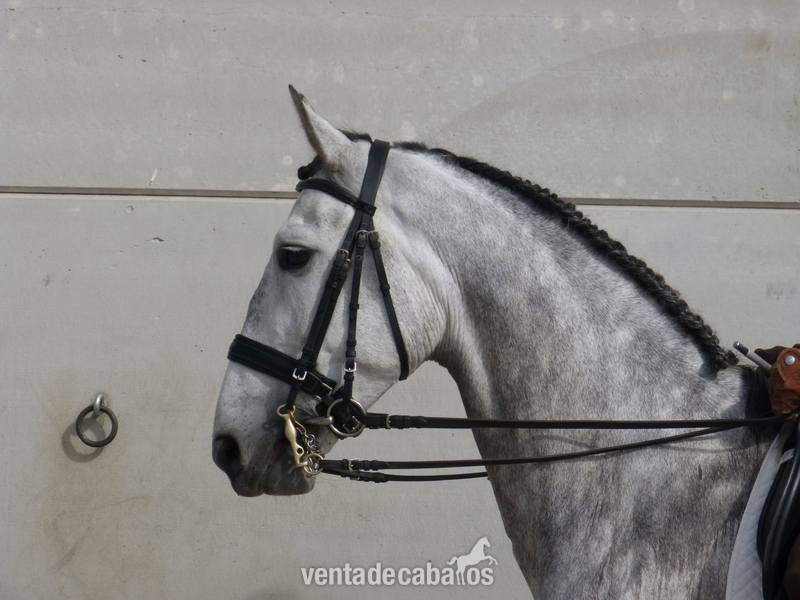 Caballo PRE COLIMÁN (VENTA) - Caballos Pura Raza Española (P.R.E.)
