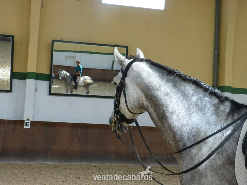 Caballo PRE COLIMÁN (VENTA)