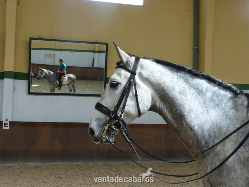  Caballo PRE COLIMÁN (VENTA)