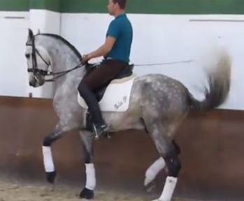 Caballo PRE COLIMÁN (VENTA)