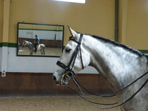 Caballo PRE COLIMÁN (VENTA)