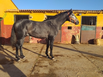 Potro PRE calidad