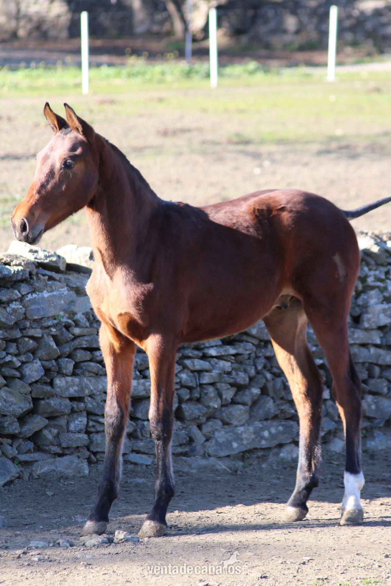 Potros EMPTY - POTRO CDE 9 MESES