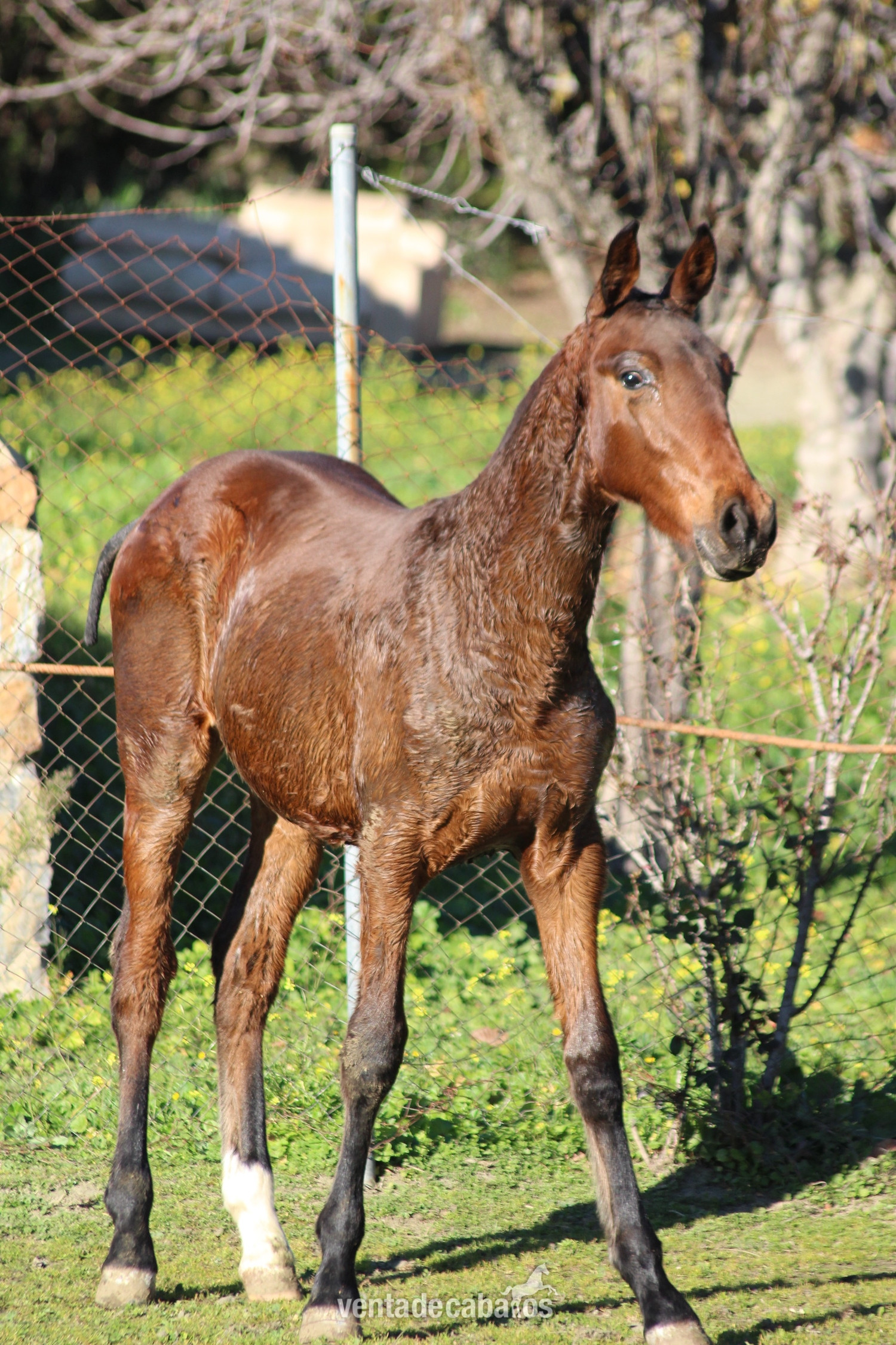 POTRO CDE 9 MESES - Potros EMPTY
