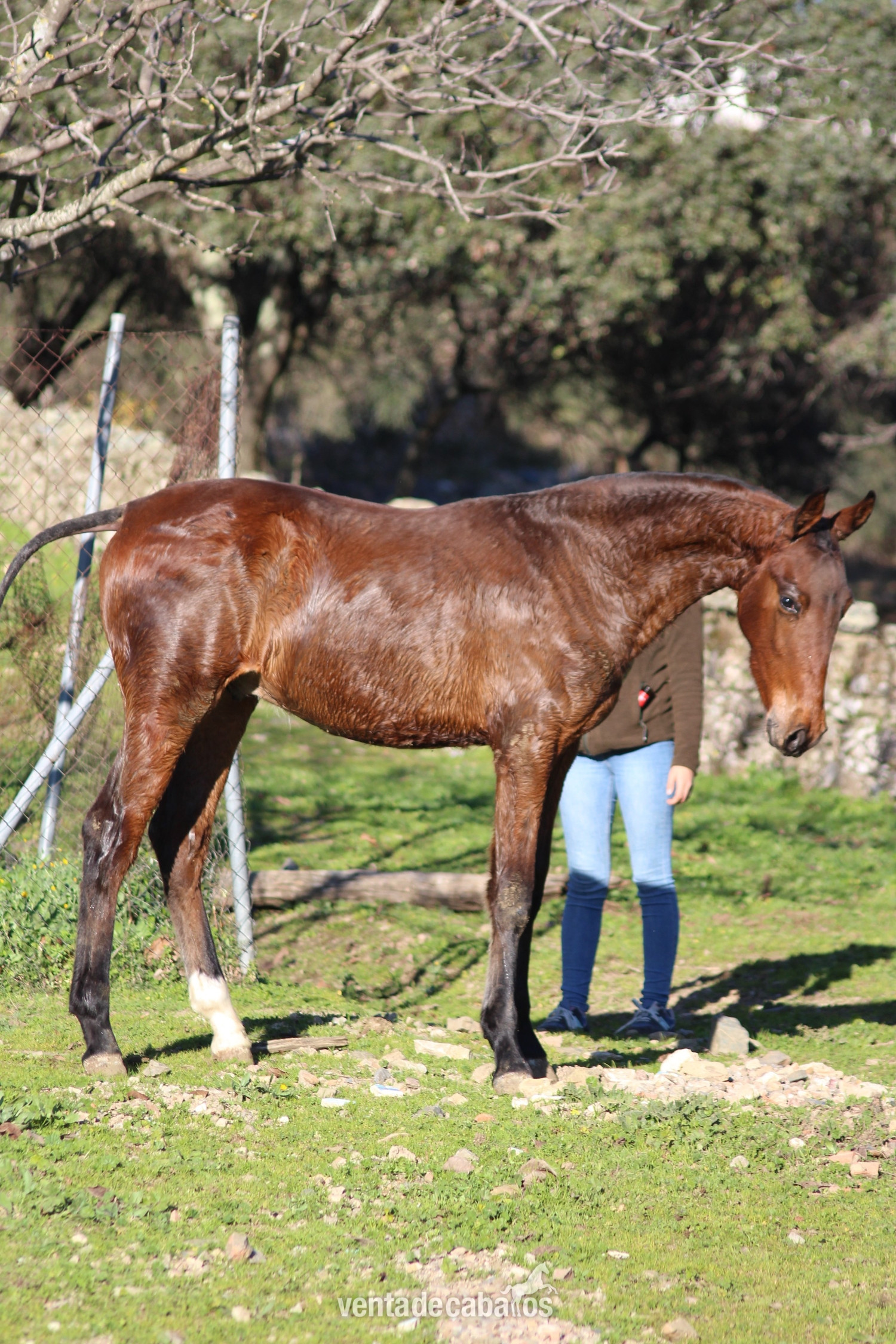 POTRO CDE 9 MESES - EMPTY