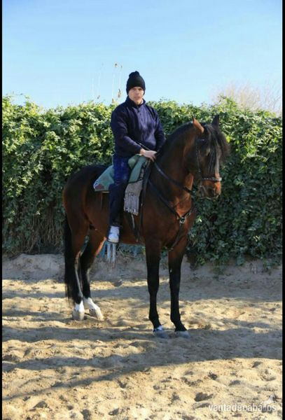 Vendo caballo noble in 