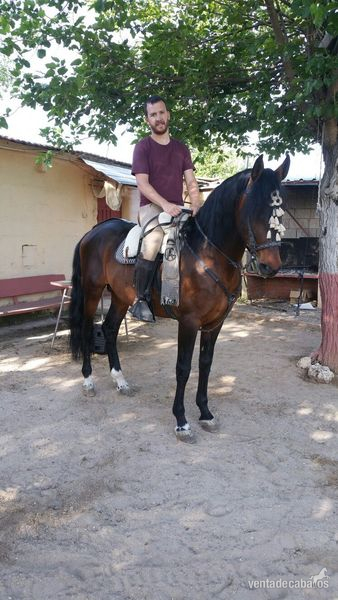 Pura Raza Española {TYPE}