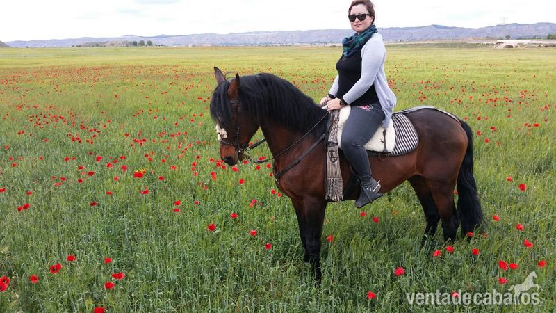 Caballo Hispano Árabe Pura Raza Española - Vendo caballo noble