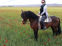 Vendo caballo noble