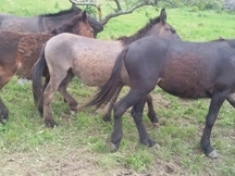 Mulas en venta