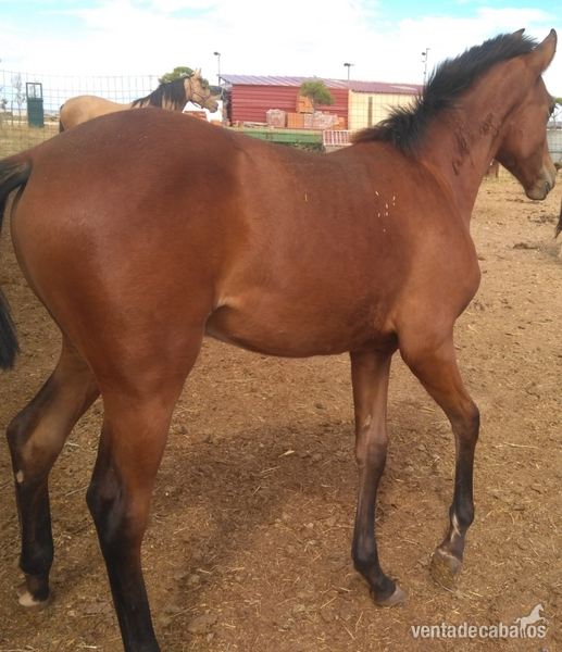 Hispano-Arabe