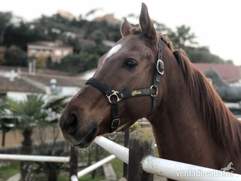 Caballo Pura Sangre Ingles in 