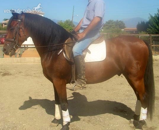 QUINTO HC PURA RAZA CAPADO  in 