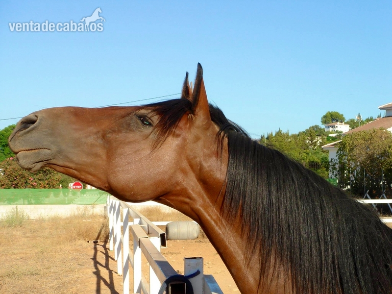 Andaluz