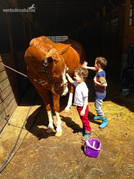 AQHA Paint registrada - Precio reducido! in 