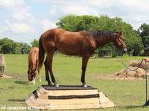 AQHA Paint registrada - Precio reducido!