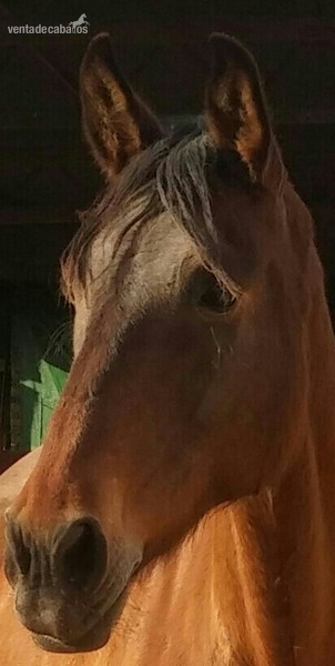  SE VENDE YEGUA ESPAÑOLA CASTAÑA in 