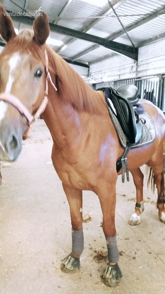 Vendo o cedo caballo capado KWPN 6 AÑOS in 