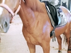 Vendo o cedo caballo capado KWPN 6 AÑOS