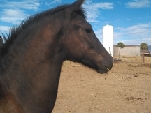 potra pre negra