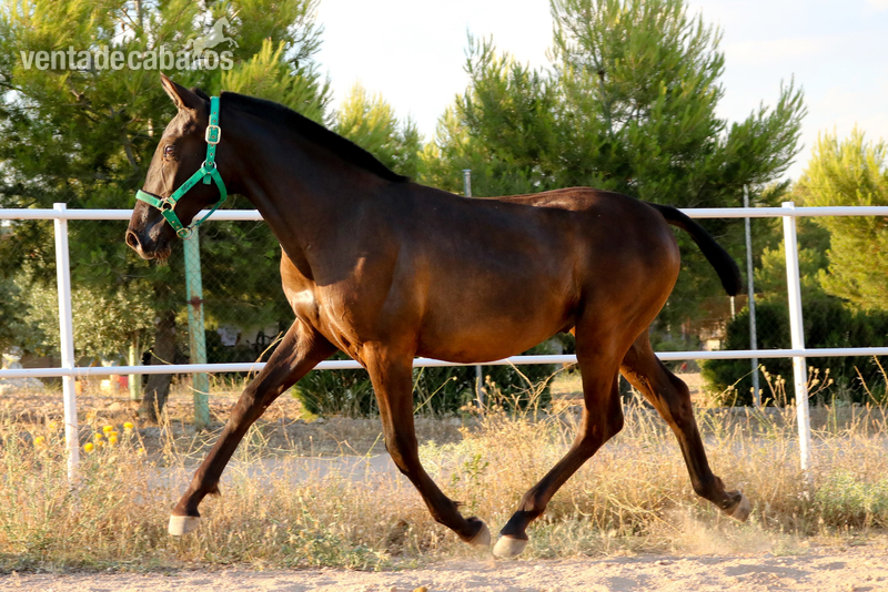 Caballos Pura Raza Española (P.R.E.) Pura Raza Española - Potro negro pre