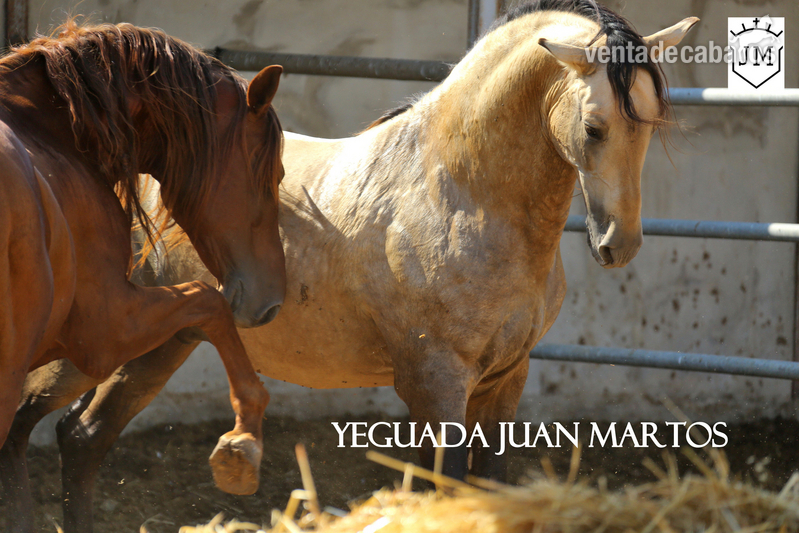 Semental bayo brillante en venta in 