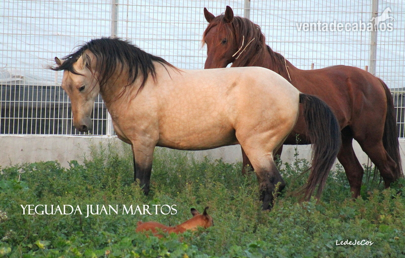 Semental bayo brillante en venta - Caballos Pura Raza Española (P.R.E.) in 