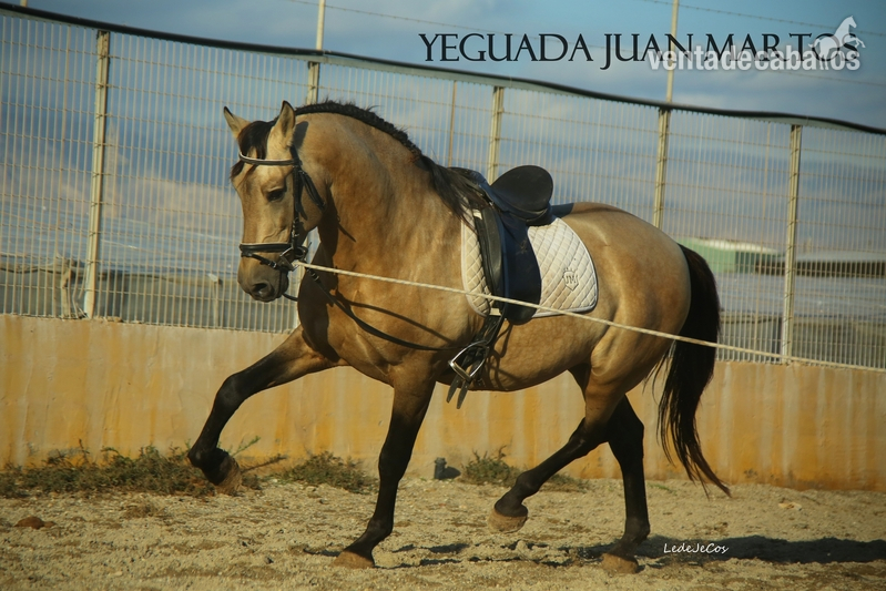 Semental bayo brillante en venta - Caballos Pura Raza Española (P.R.E.)