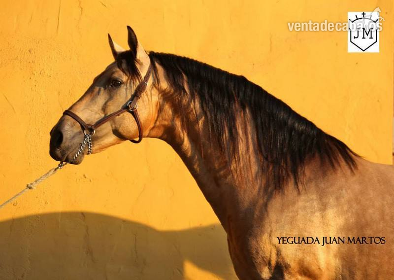 Caballos Pura Raza Española (P.R.E.) - Semental bayo brillante en venta in 