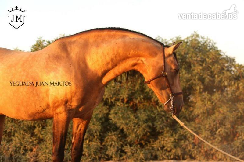 Caballos Pura Raza Española (P.R.E.) - Semental bayo brillante en venta