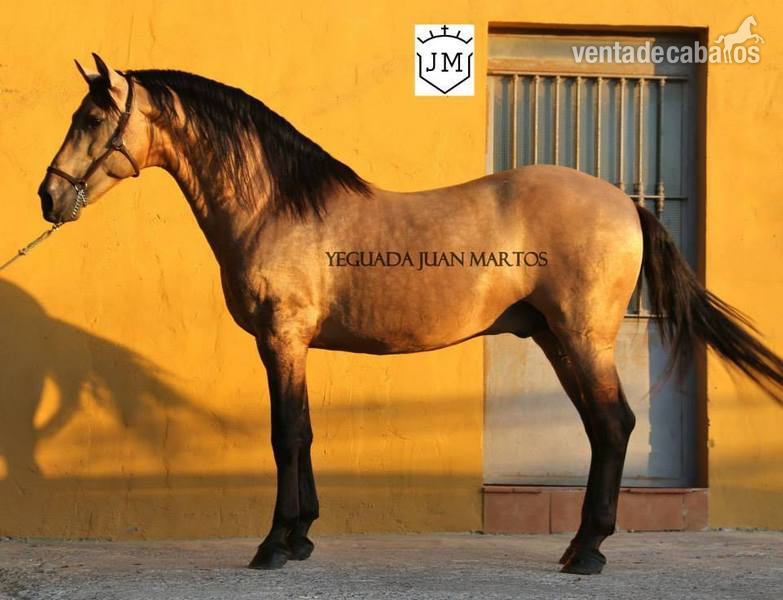 Pura Raza Española {TYPE}