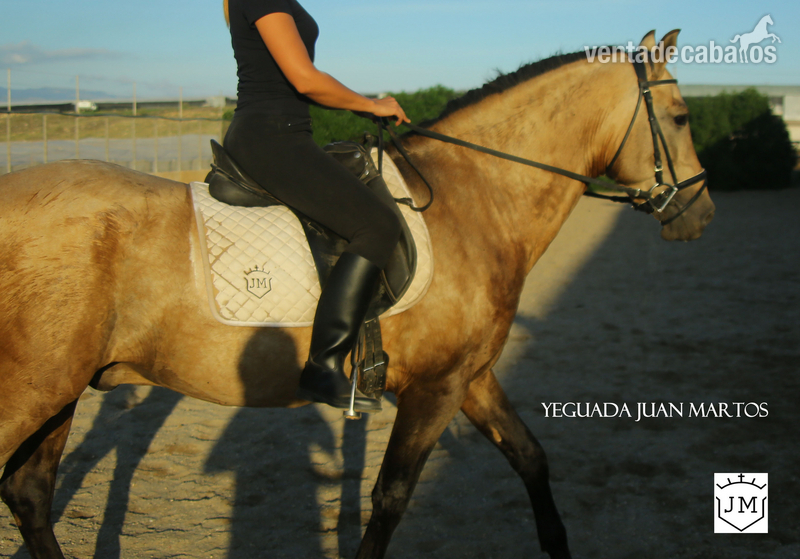 Caballos Pura Raza Española (P.R.E.) Pura Raza Española - Semental bayo brillante en venta