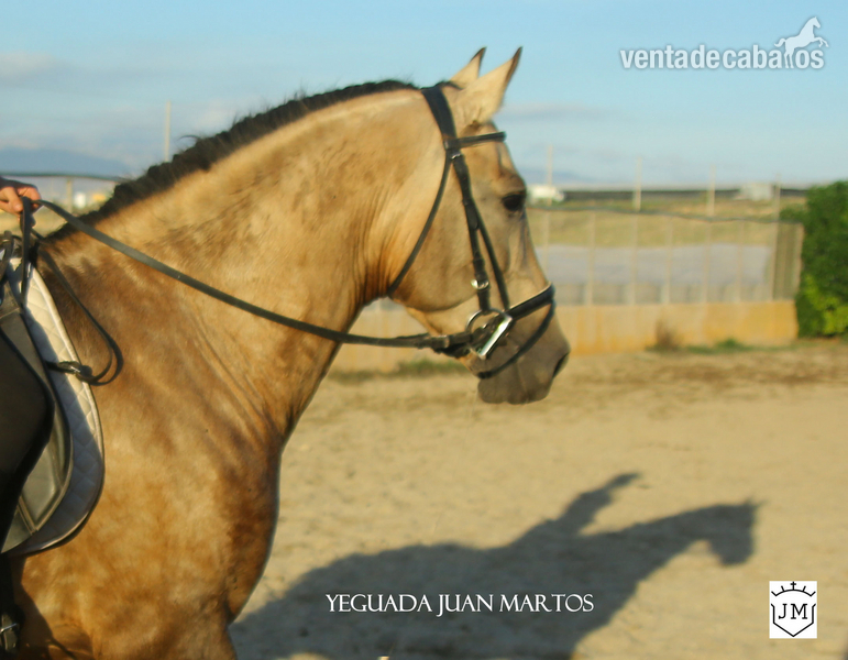 Semental bayo brillante en venta - Caballos Pura Raza Española (P.R.E.) Pura Raza Española