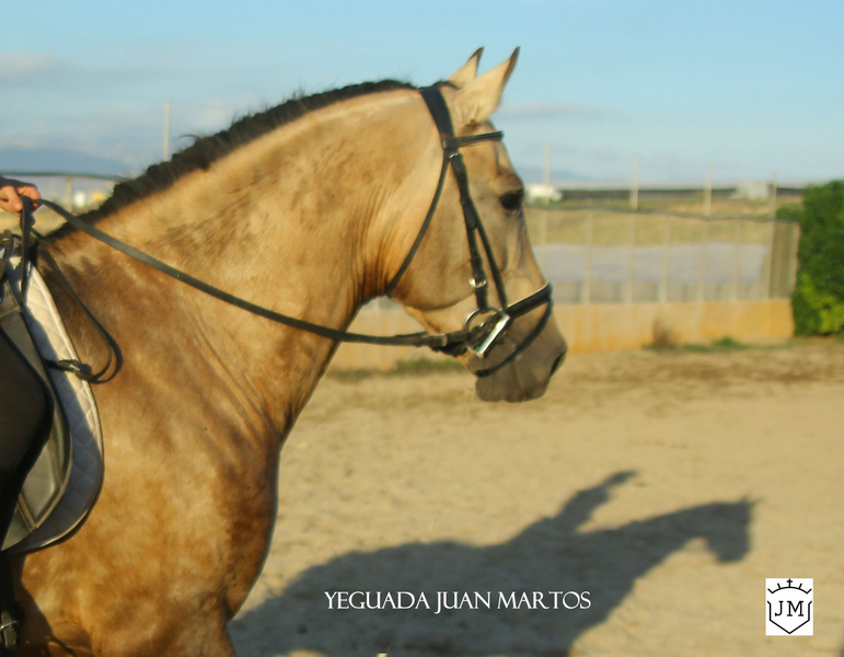 Semental bayo brillante en venta - Caballos Pura Raza Española (P.R.E.) Pura Raza Española