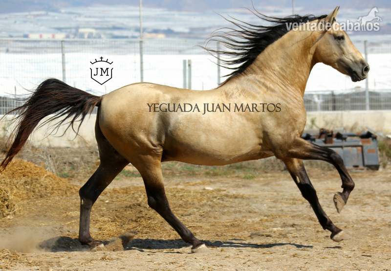  Semental bayo brillante en venta