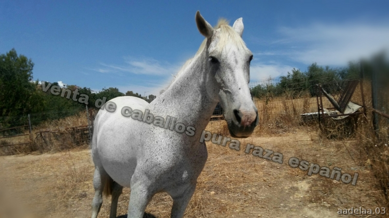 Vendo yegua torda P.R.E pura raza española in 