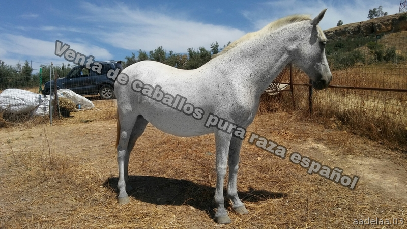 Caballos Pura Raza Española (P.R.E.) Pura Raza Española - Vendo yegua torda P.R.E pura raza española