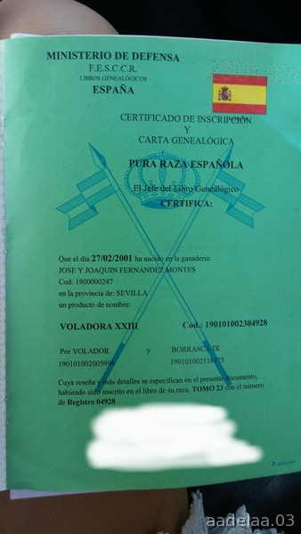 Vendo yegua torda P.R.E pura raza española - Caballos Pura Raza Española (P.R.E.) Pura Raza Española