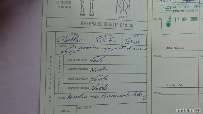 Vendo yegua torda P.R.E pura raza española - Pura Raza Española