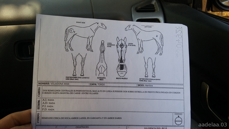 Vendo yegua torda P.R.E pura raza española - Caballos Pura Raza Española (P.R.E.)