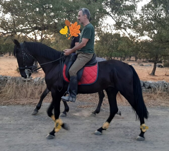 CABALLO 4 AÑOS NEGRO PURO - Potros español ingles