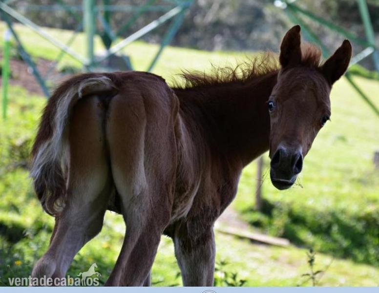 Caballos Árabes Arabe - Yeguas potros y potras pra