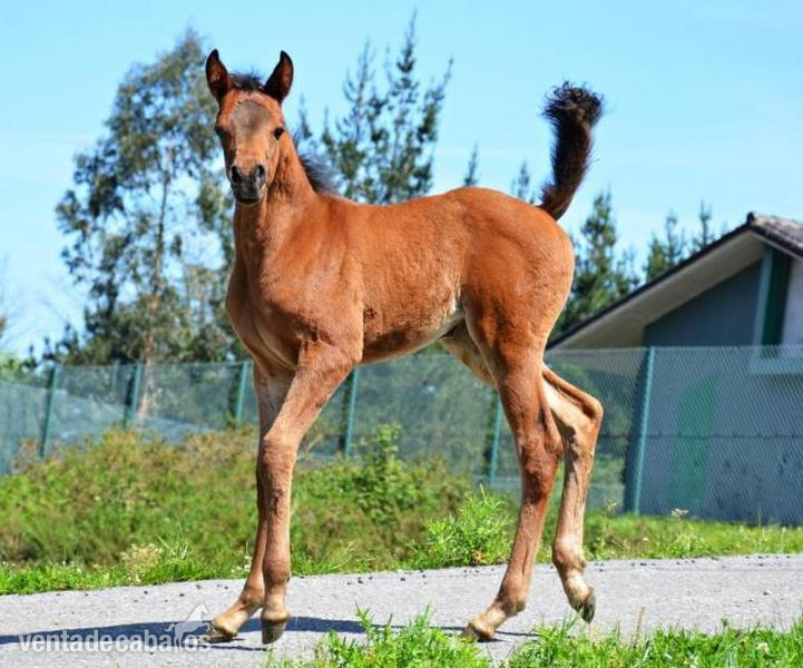 Yeguas potros y potras pra - Caballos Árabes Arabe