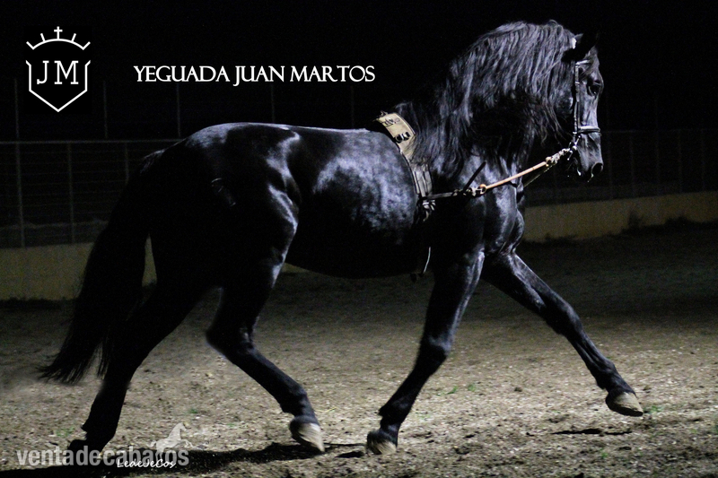 Semental negro azabache en venta in 