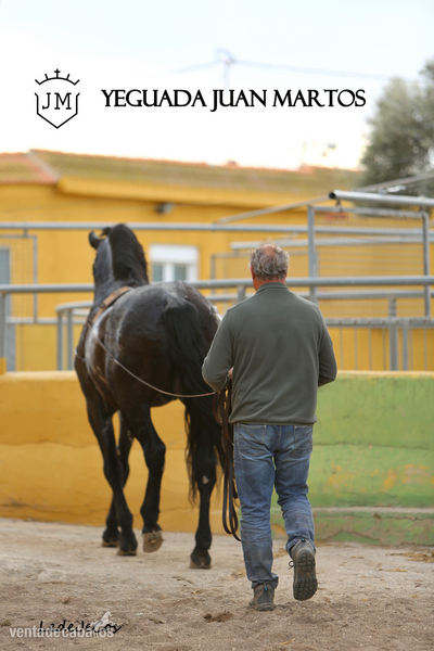 Semental negro azabache en venta - Caballos Pura Raza Española (P.R.E.) in 