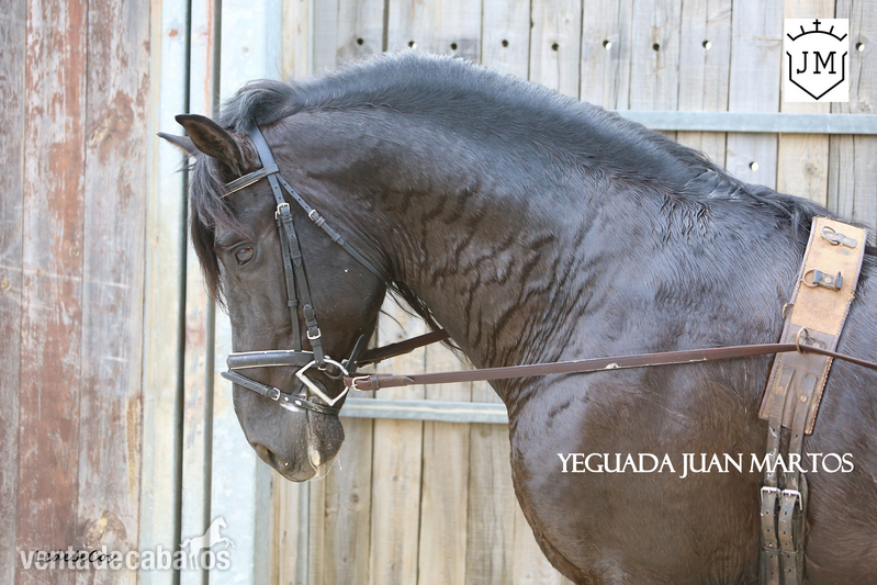 Semental negro azabache en venta - Caballos Pura Raza Española (P.R.E.)