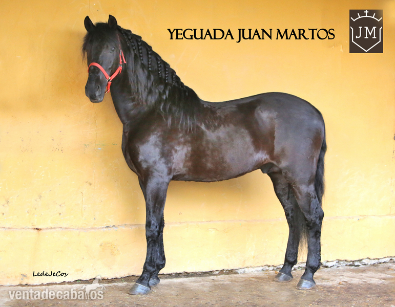 Semental negro azabache en venta 